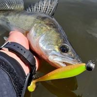 Fox Rage Zander Pro Shads