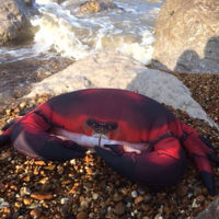 Gaby Common Crab Pillow