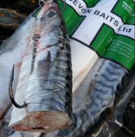 Devon Baits Frozen Joey Mackerel