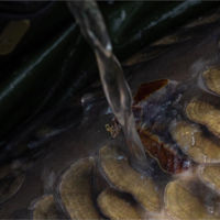 Korda Propolis Carp Care Treatment