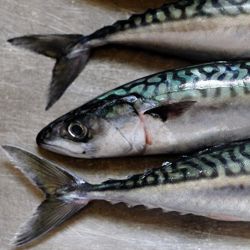 Devon Baits Frozen Red Mackerel