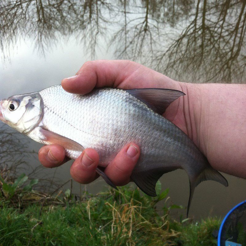 Devon Baits Frozen Skimmer Bream