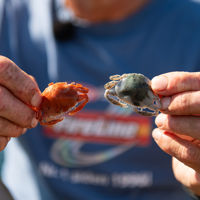 Berkley Gulp Saltwater Natural Peeler Crab 50mm