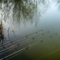 Daiwa Black Widow Ext Carp Rods