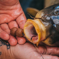 DNA Baits Secret 7 Shelf Life Boilies