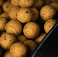 Mainline Cell Shelf Life Boilies