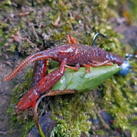 Savage Gear 3D Crayfish Rattling