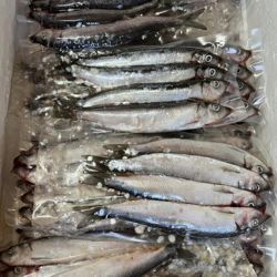 Devon Baits Frozen Herring Jacks