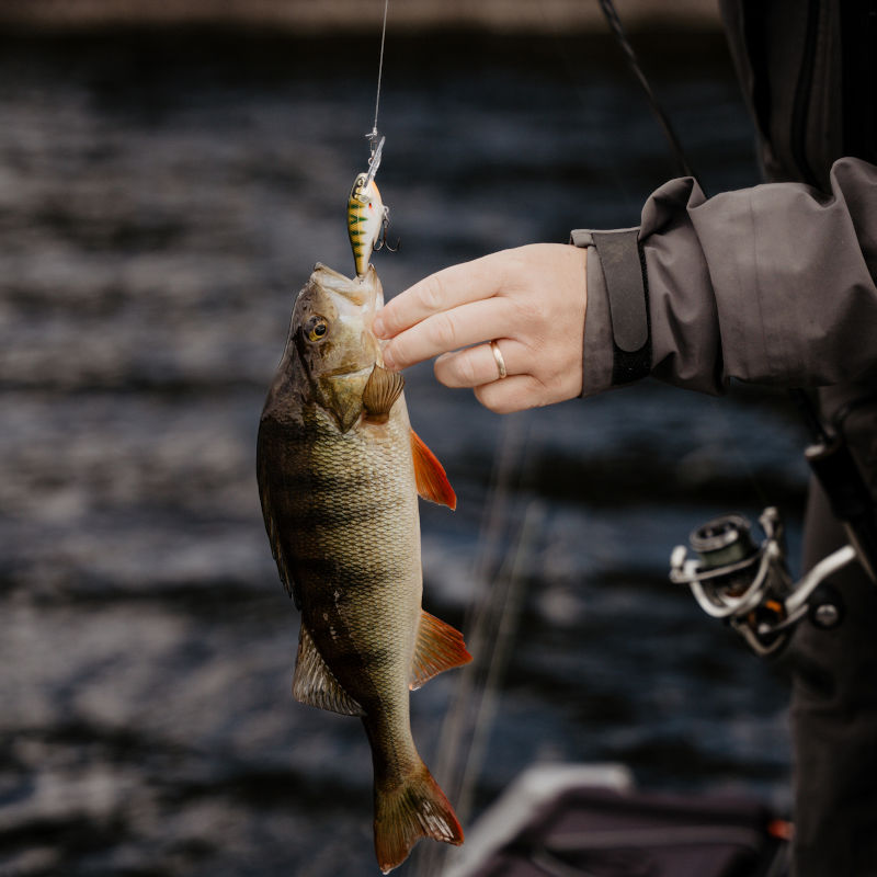 Rapala Shad Rap Elite 5.5cm/7g