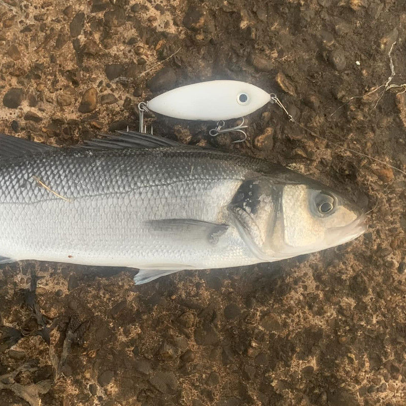 Samson Shad Lure 7.5cm